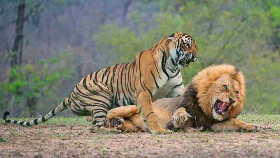 狮子和老虎哪个厉害(老虎vs狮子专家解释)