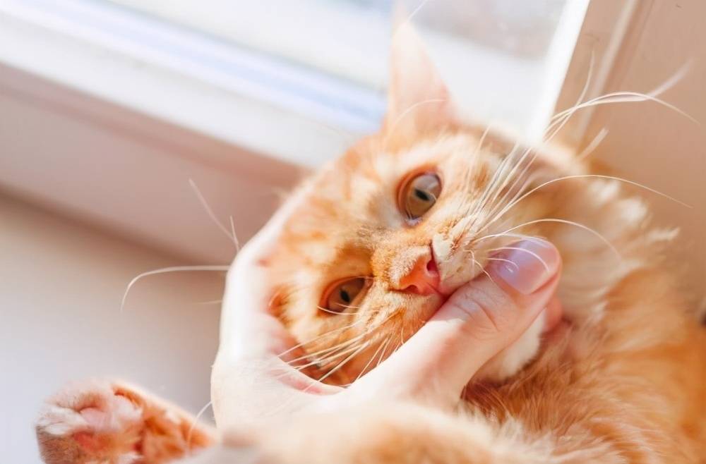 猫咪喜欢咬人怎么办(猫咪又咬又舔主人的手)