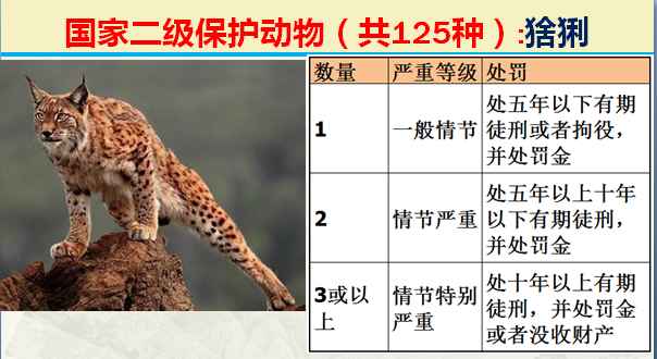 保护动物有哪些(中国国家保护动物名单)